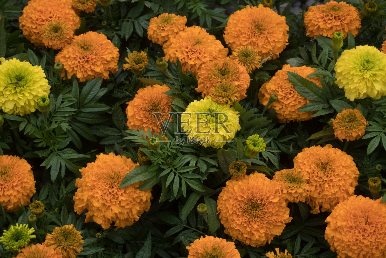 公园里盛开着金盏花。照片摄影图片