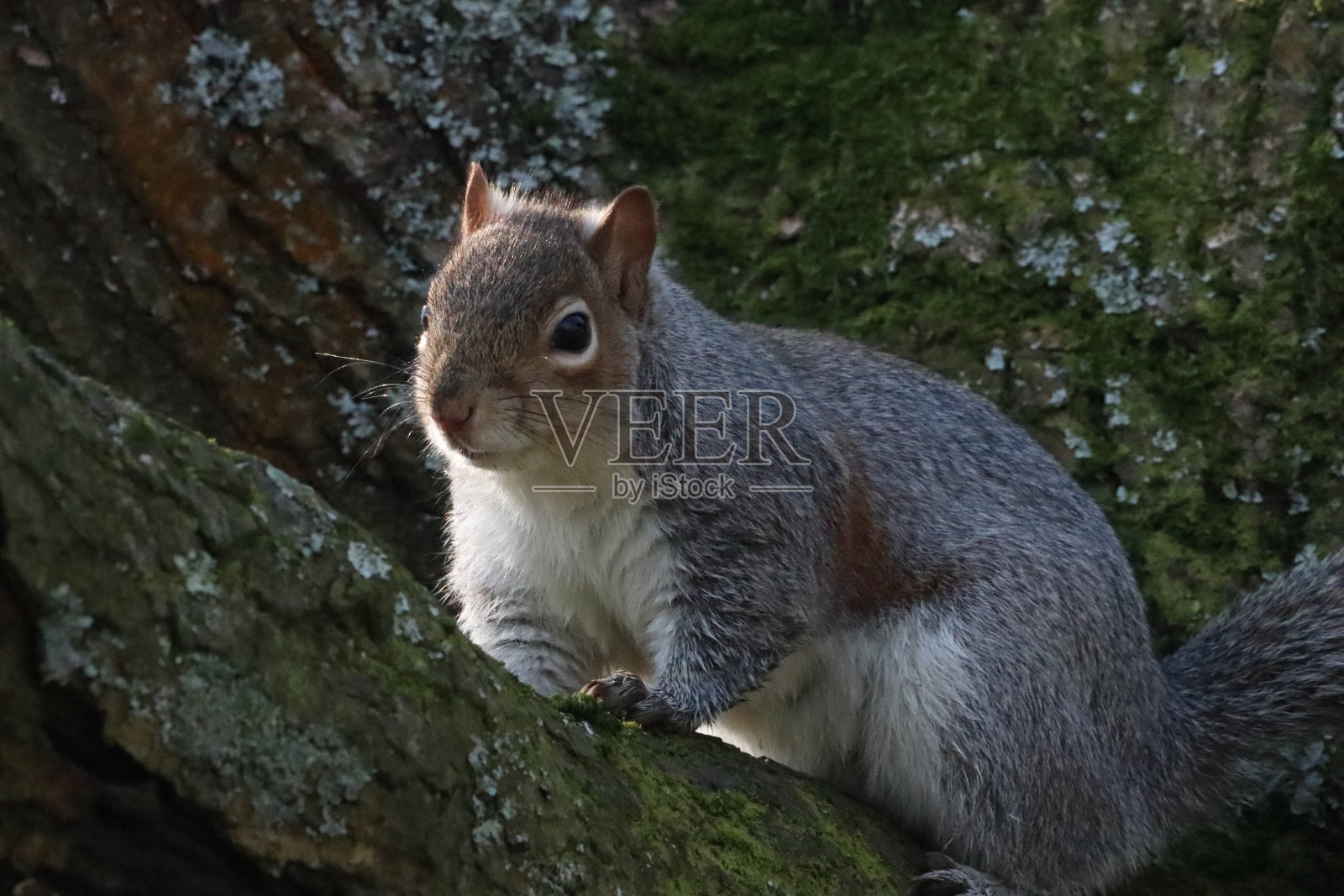 这是一幅美丽的动物肖像，一只灰色的松鼠正在爬树照片摄影图片