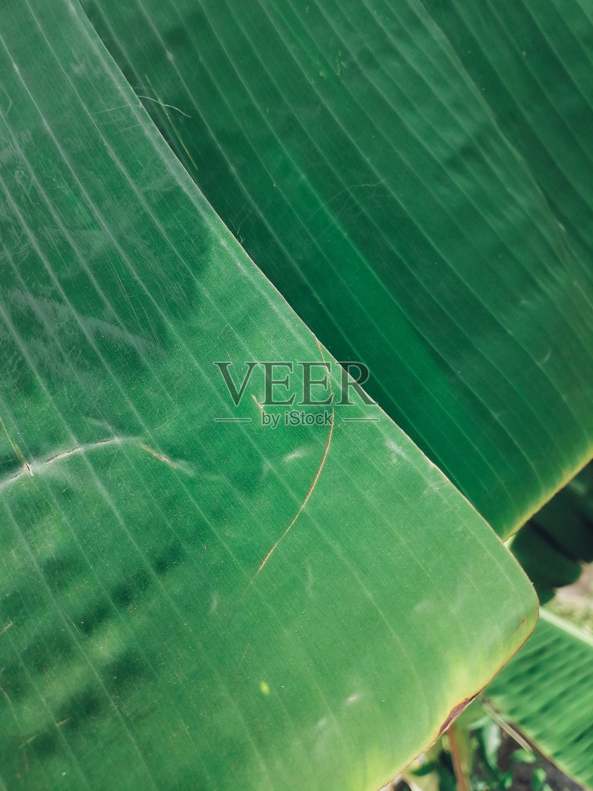 美丽的香蕉热带树叶照片摄影图片