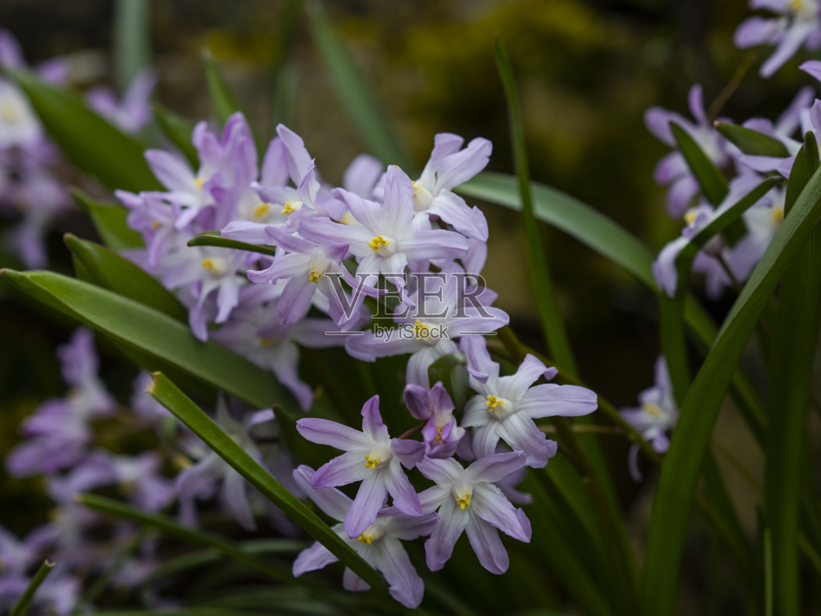 美丽的春花照片摄影图片