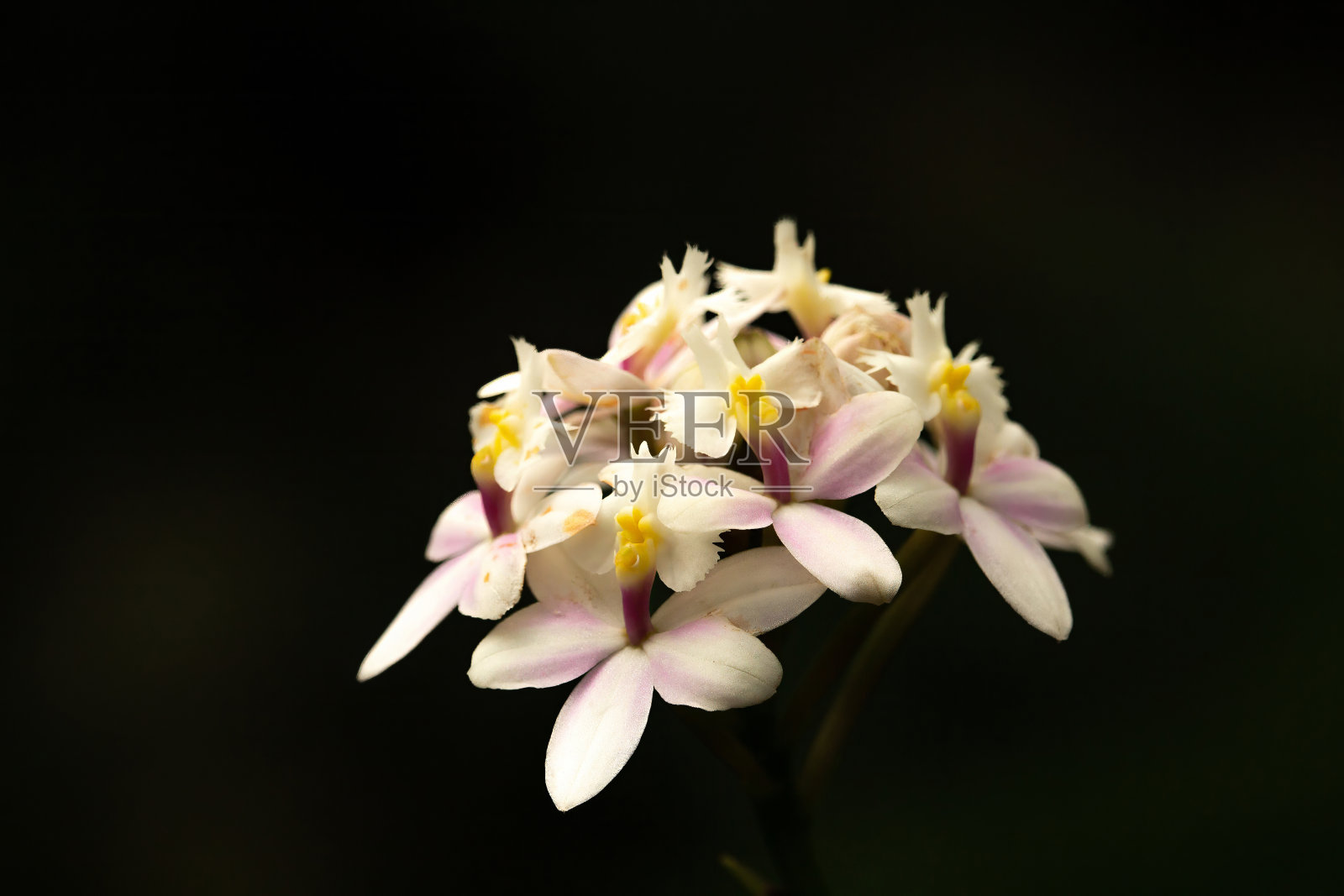 枝粉红色兰花上黑色照片摄影图片
