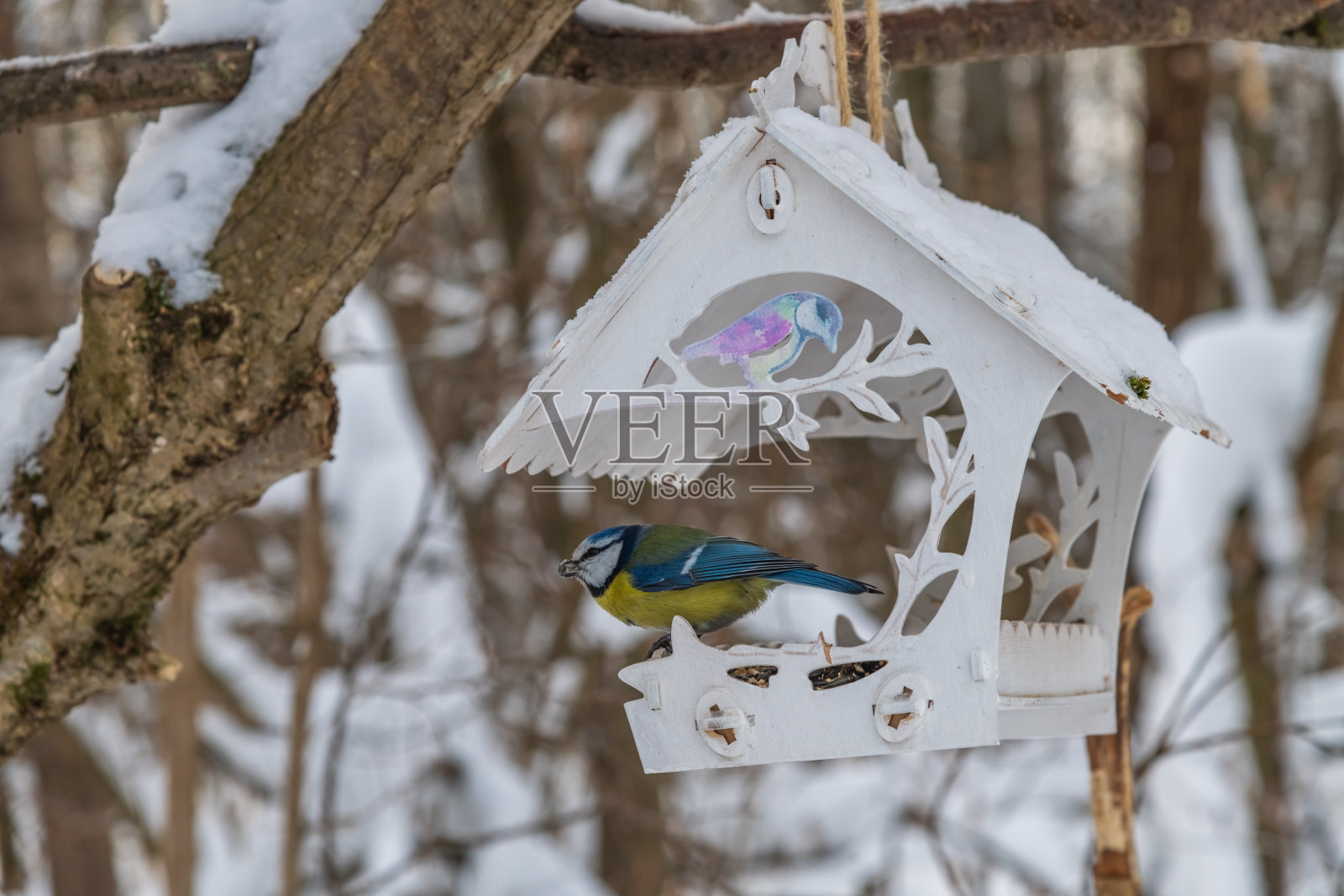 喂鸟器里的蓝山雀照片摄影图片