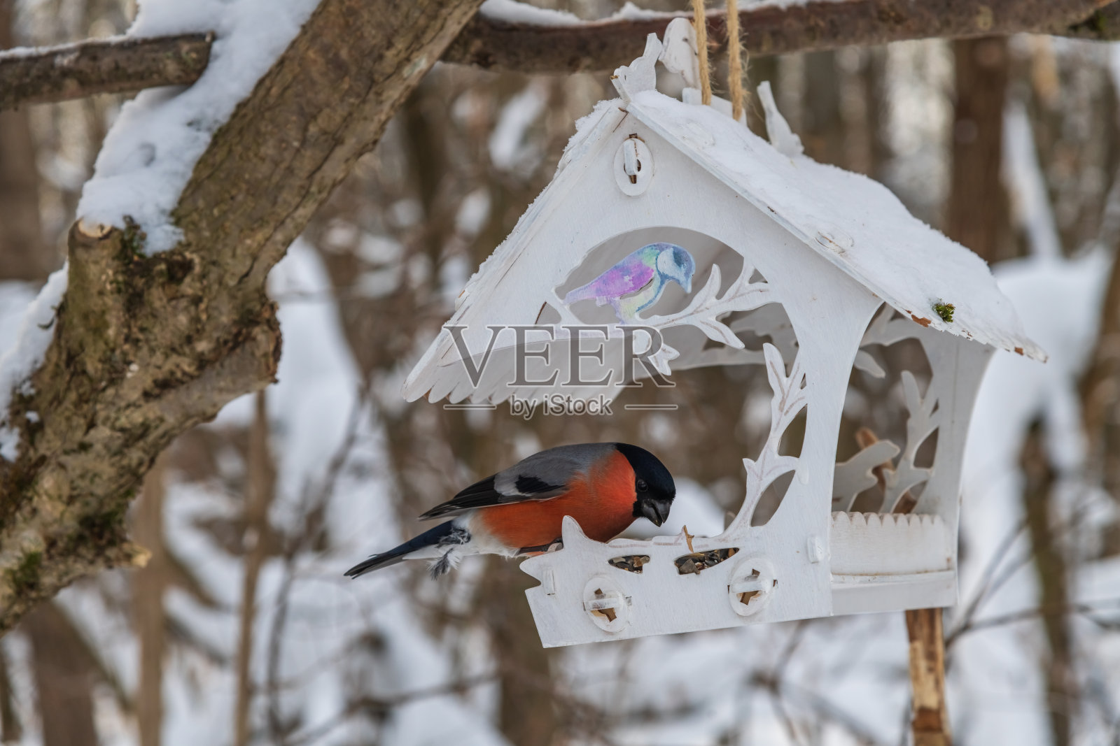 喂鸟器中的雄性欧亚红腹灰雀照片摄影图片