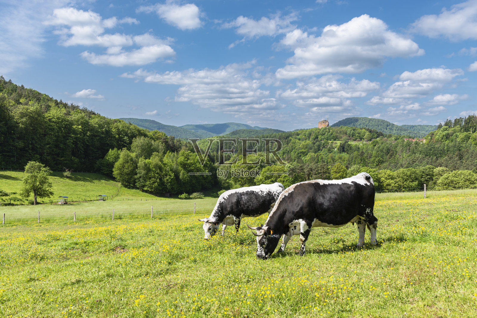 两只黑白相间的孚日牛在瓦斯高山脉和弗莱肯施泰因城堡遗址前的草地上晒太阳照片摄影图片
