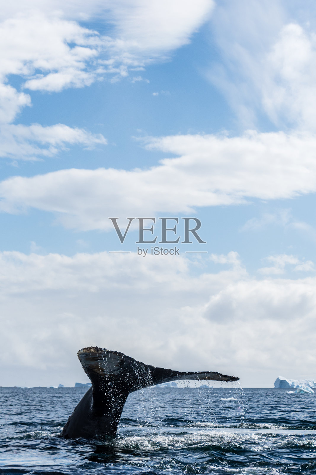 南极座头鲸的尾巴照片摄影图片