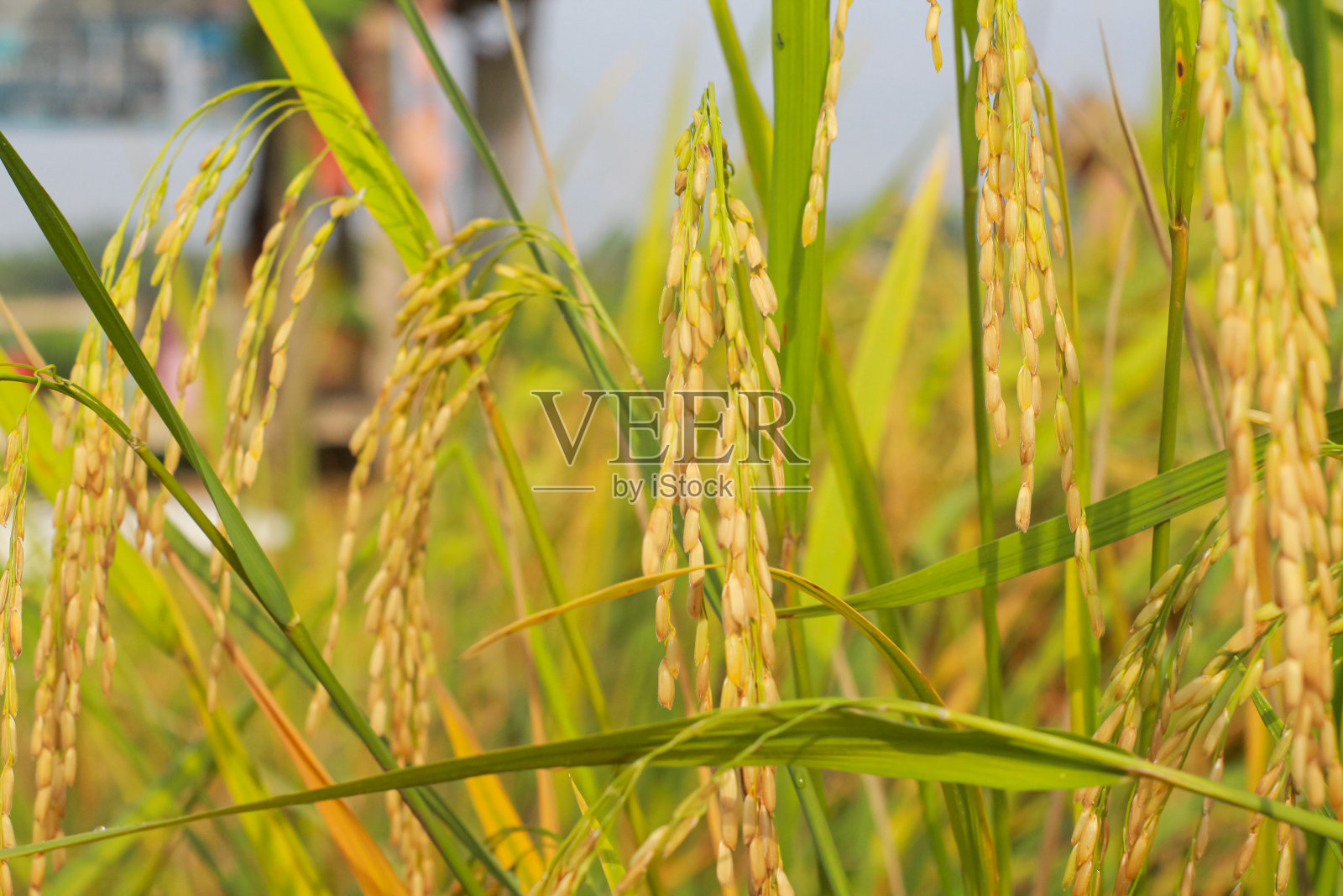 稻穗。近距离拍摄稻穗里的稻子。美丽的金色稻田和稻穗。照片摄影图片