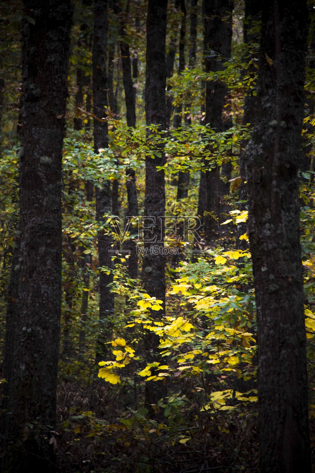 胸肉_6照片摄影图片