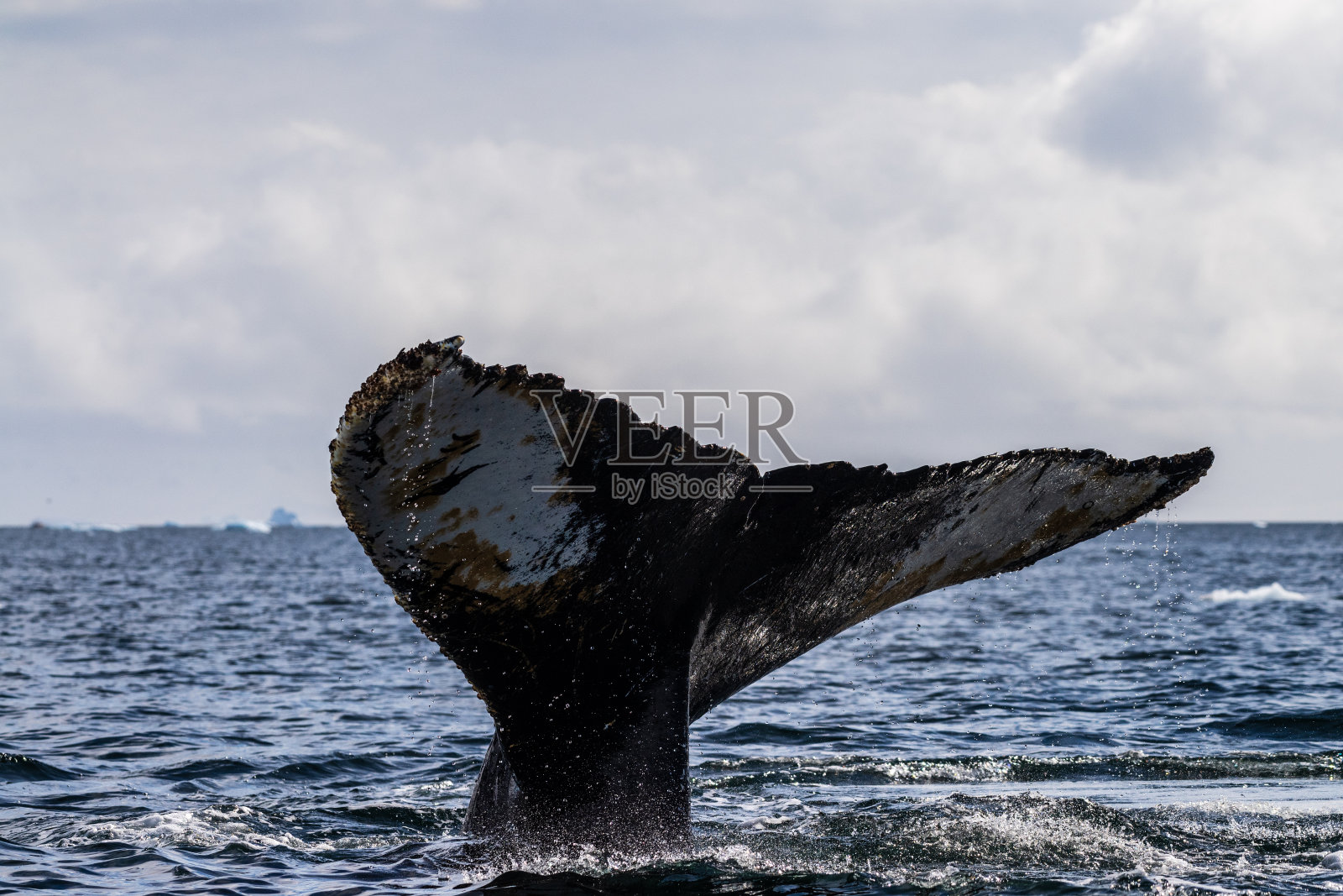南极座头鲸的尾巴照片摄影图片