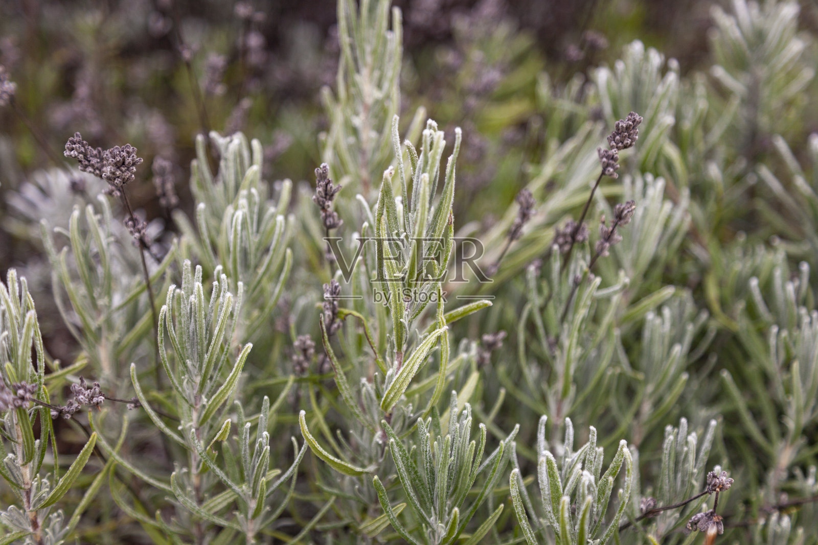 被霜冻覆盖的茂盛的薰衣草丛和干花照片摄影图片