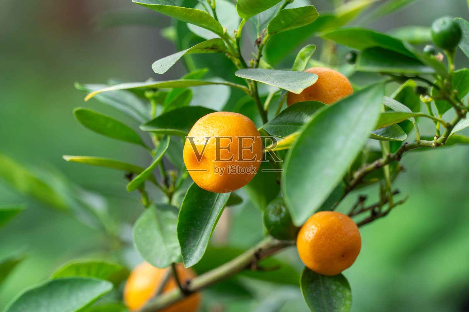 小水果柑橘金桔树上的花园特写。室内观赏植物金盏花。照片摄影图片