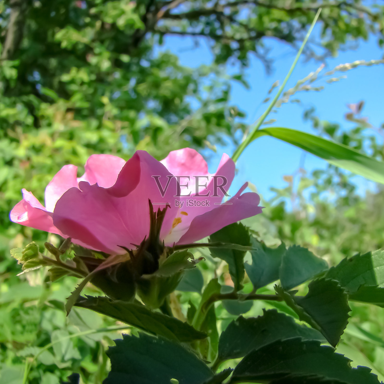 玫瑰果开花。照片摄影图片