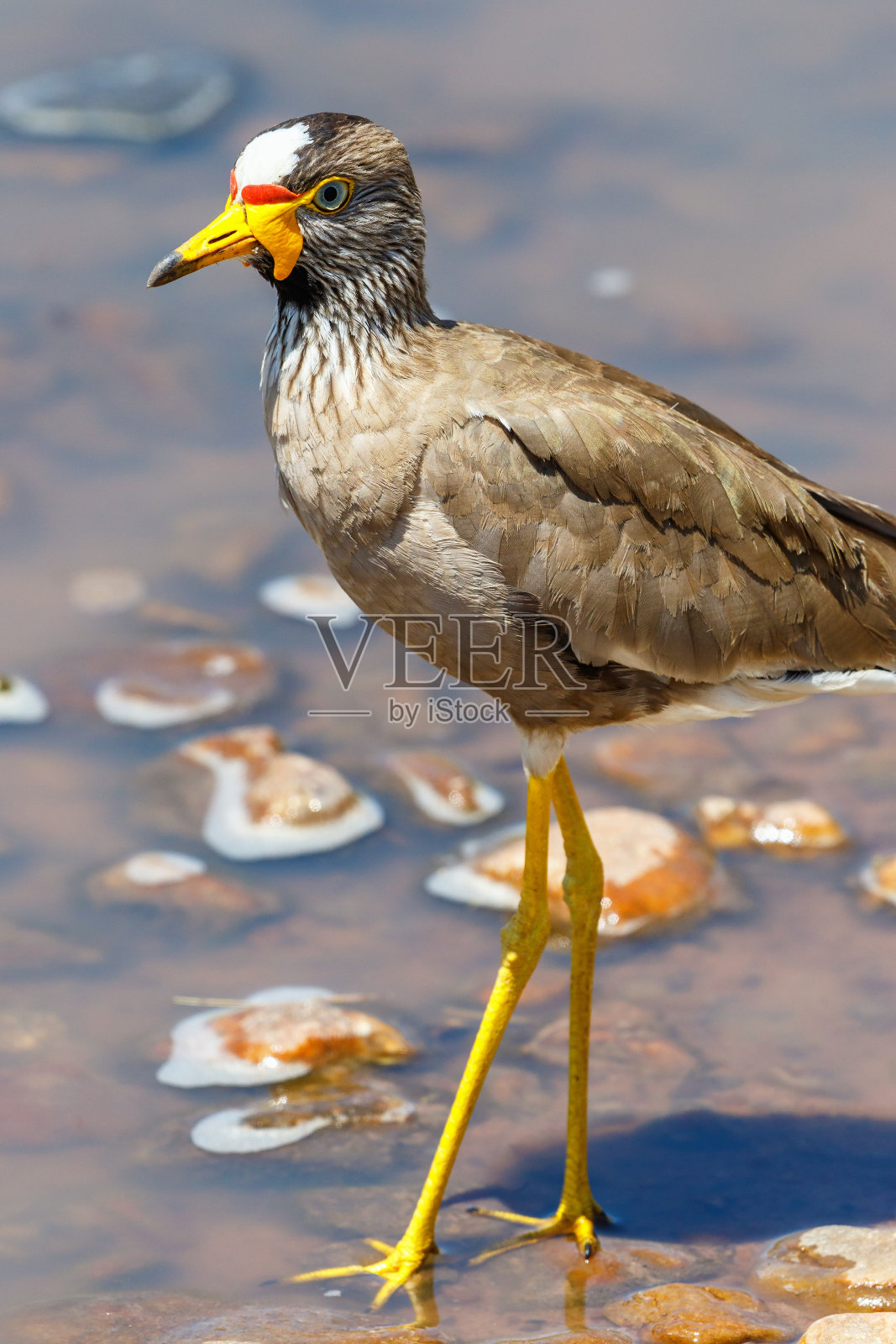 站在非洲海滩的水里的非洲金鸡照片摄影图片
