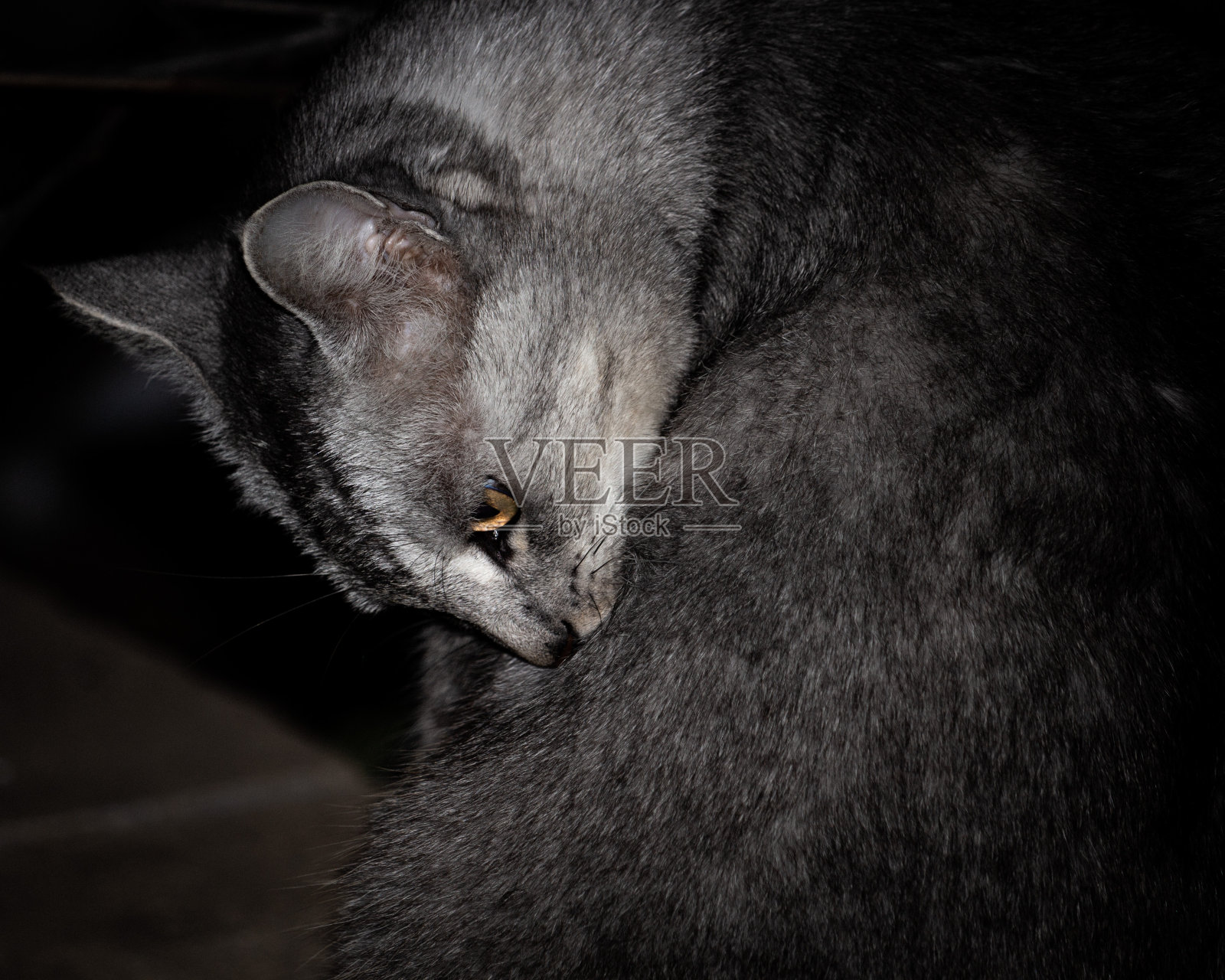 灰猫在昏暗的房间里照片摄影图片