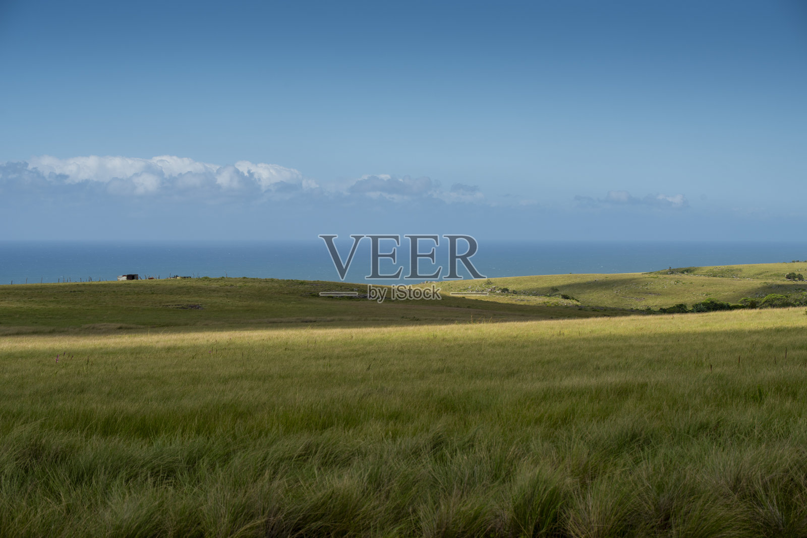 野生海岸，草原和非洲草原放牧的恩古尼牛在南非照片摄影图片