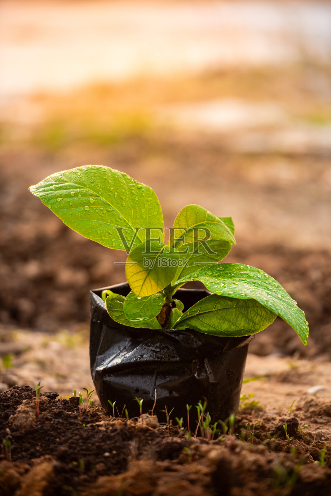 生长在黄色阳光下的柚木幼苗照片摄影图片