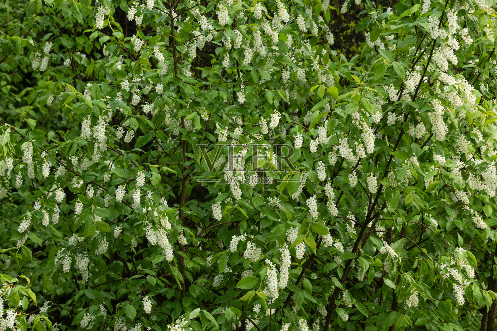 在一个温暖的春天的晚上，一面墙的鸟樱桃树开着白色的花照片摄影图片