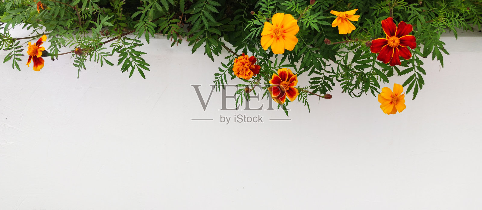 黄色和红色的万寿菊在白色水平背景上，为文字留出空间照片摄影图片