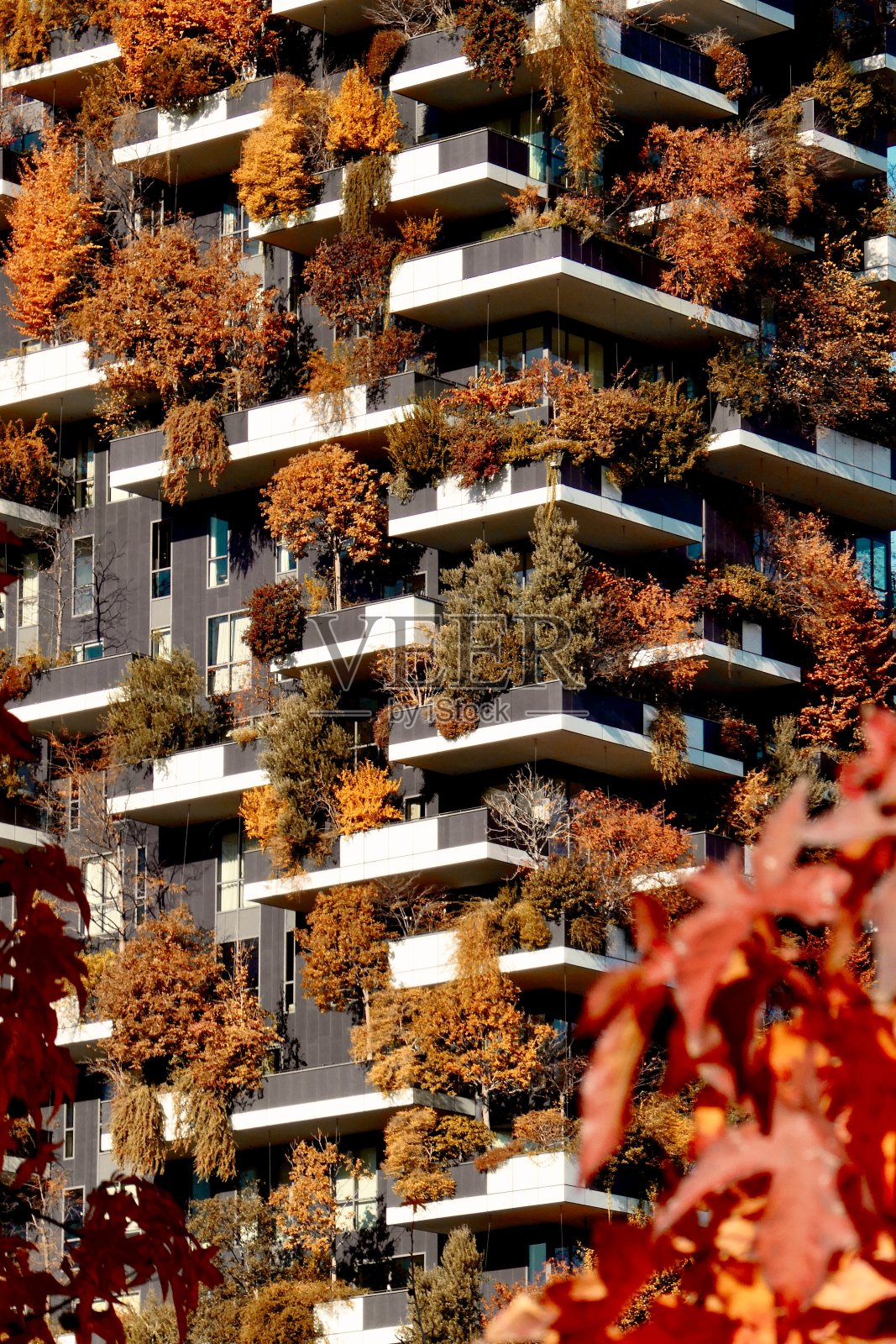 秋天阳台上的树照片摄影图片