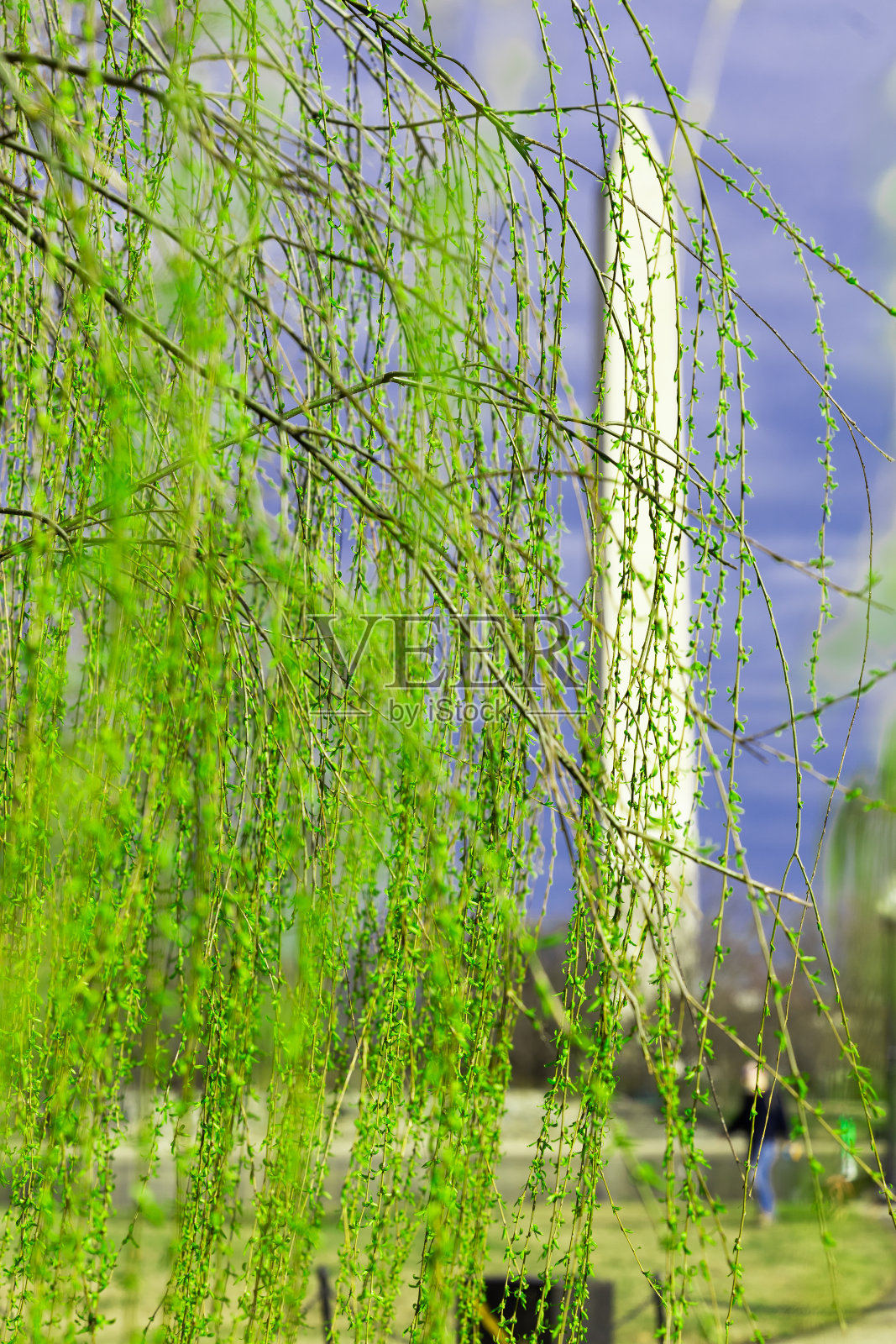 华盛顿纪念碑照片摄影图片