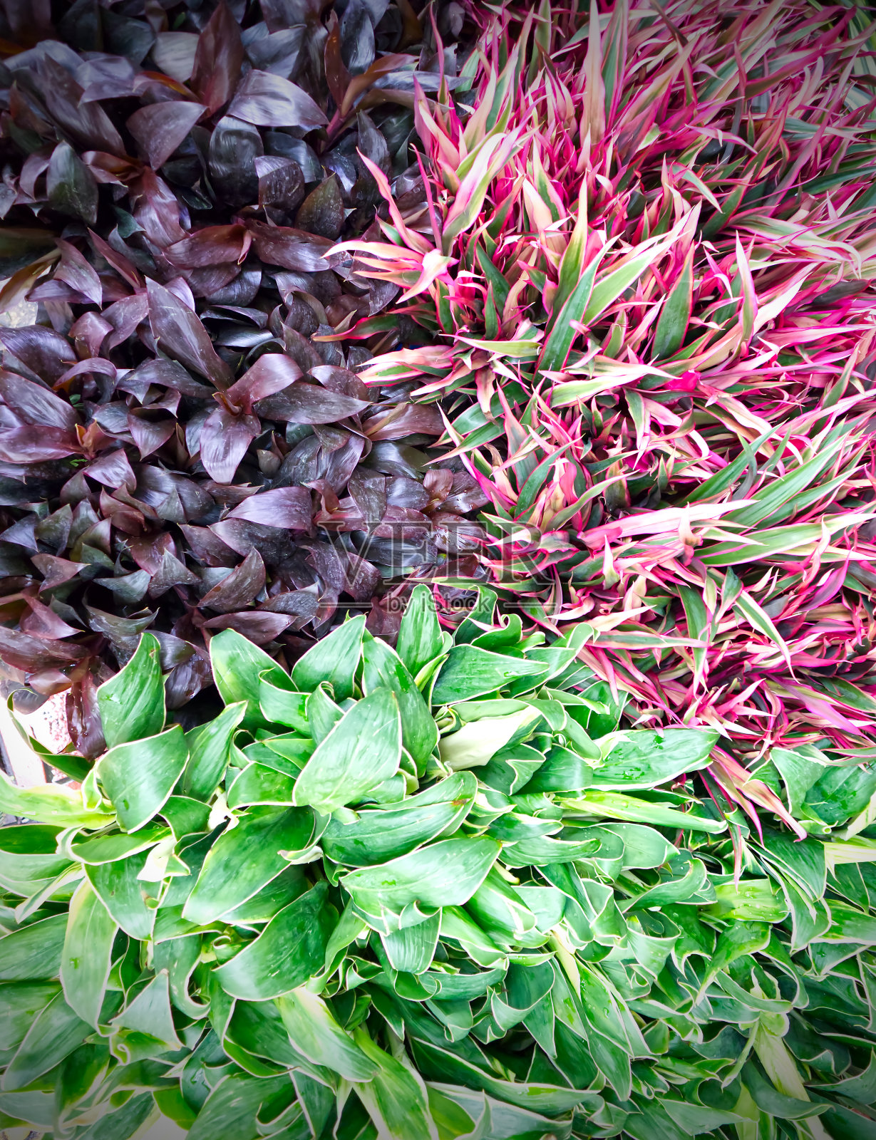 白九龙塔拉市场花卉市场里美丽多彩的树叶照片摄影图片