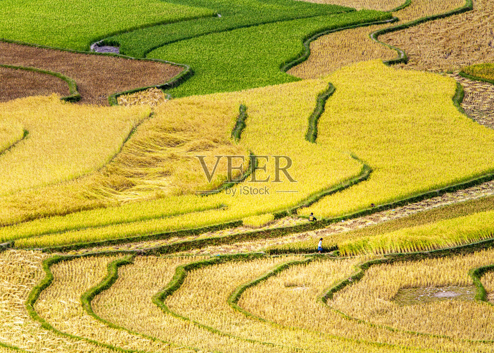越南老街，收获季节成熟的梯田之美。照片摄影图片