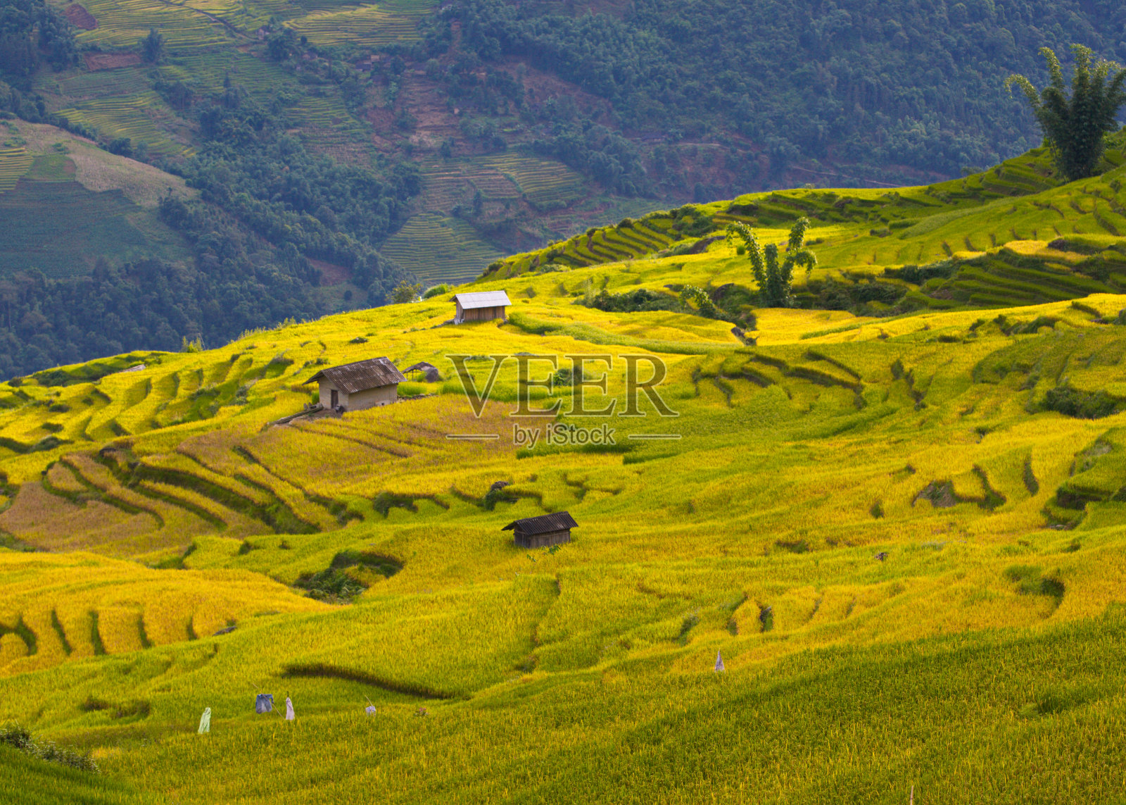 越南老街yty的梯田收获季节。照片摄影图片