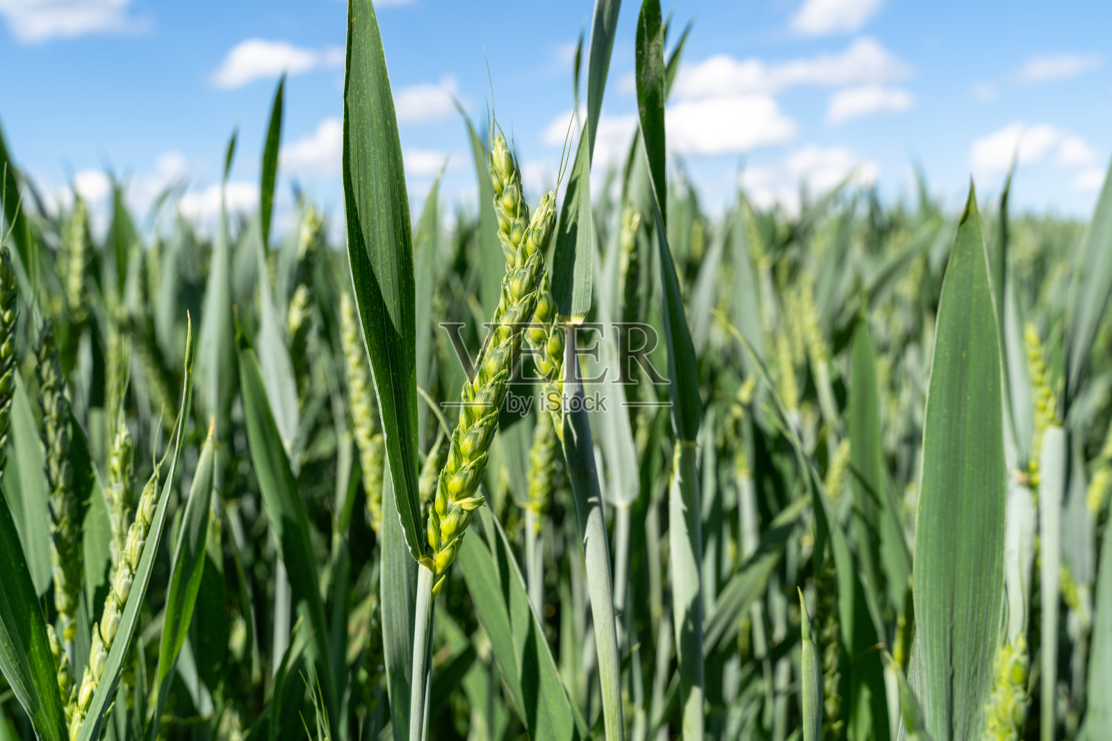 春天绿色的麦田照片摄影图片