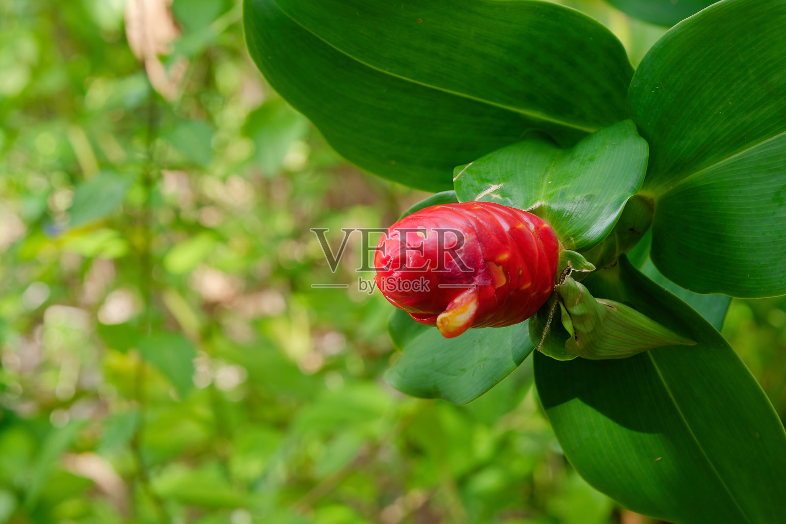 夏威夷考艾岛的怀卢阿河州立公园，郁郁葱葱的植被和生机勃勃的花朵照片摄影图片