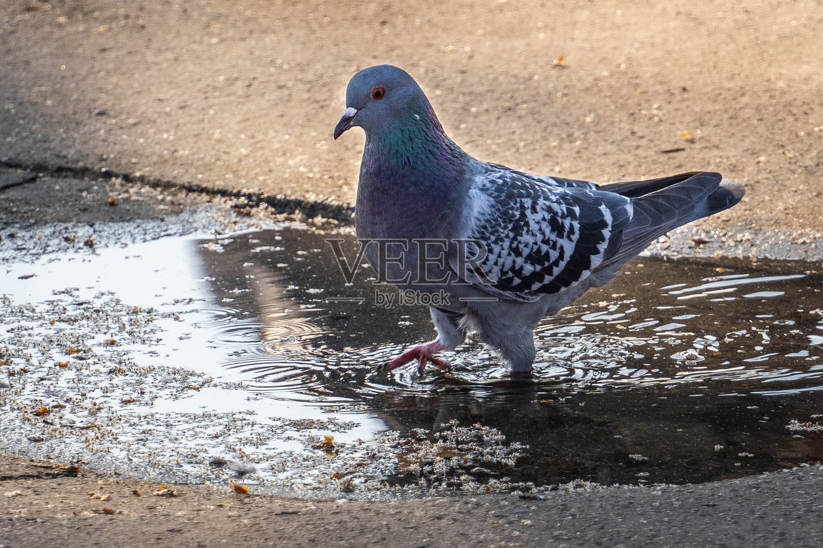 鸽子栖息在水坑附近的沙子照片摄影图片