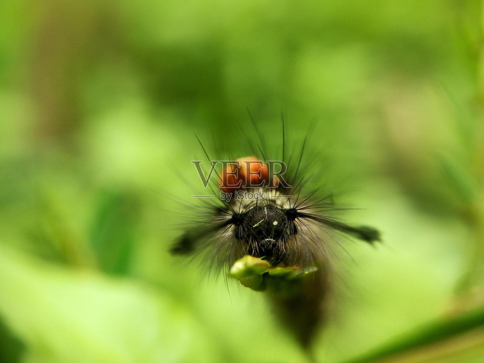微距摄影照片摄影图片