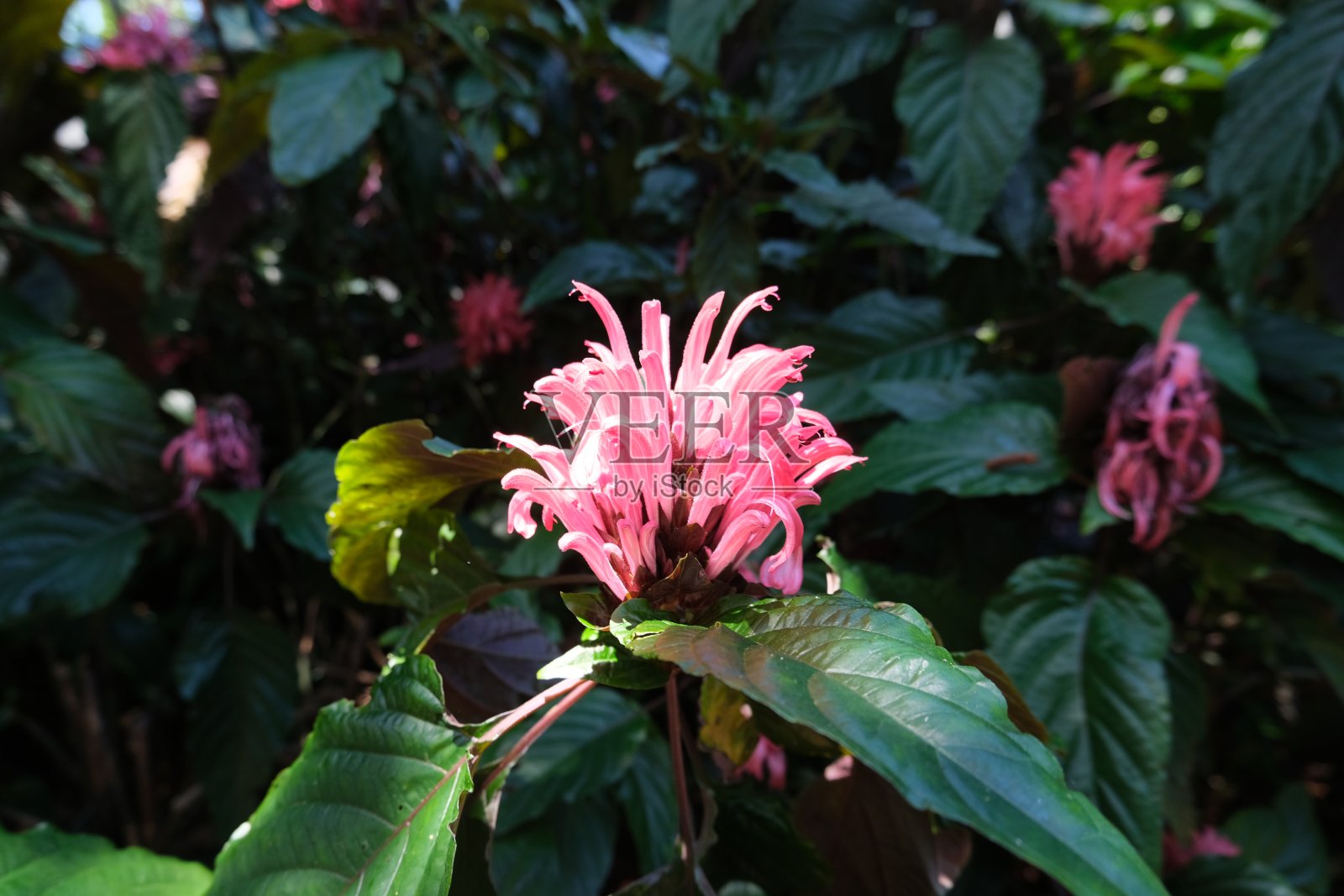 巴西羽粉花照片摄影图片