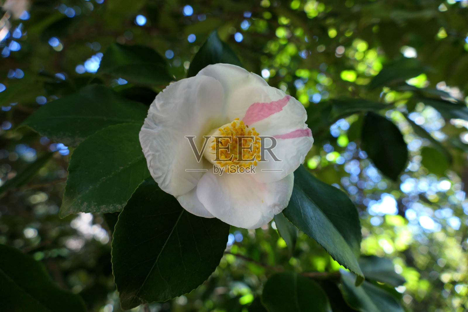 春天花园里的山茶花照片摄影图片