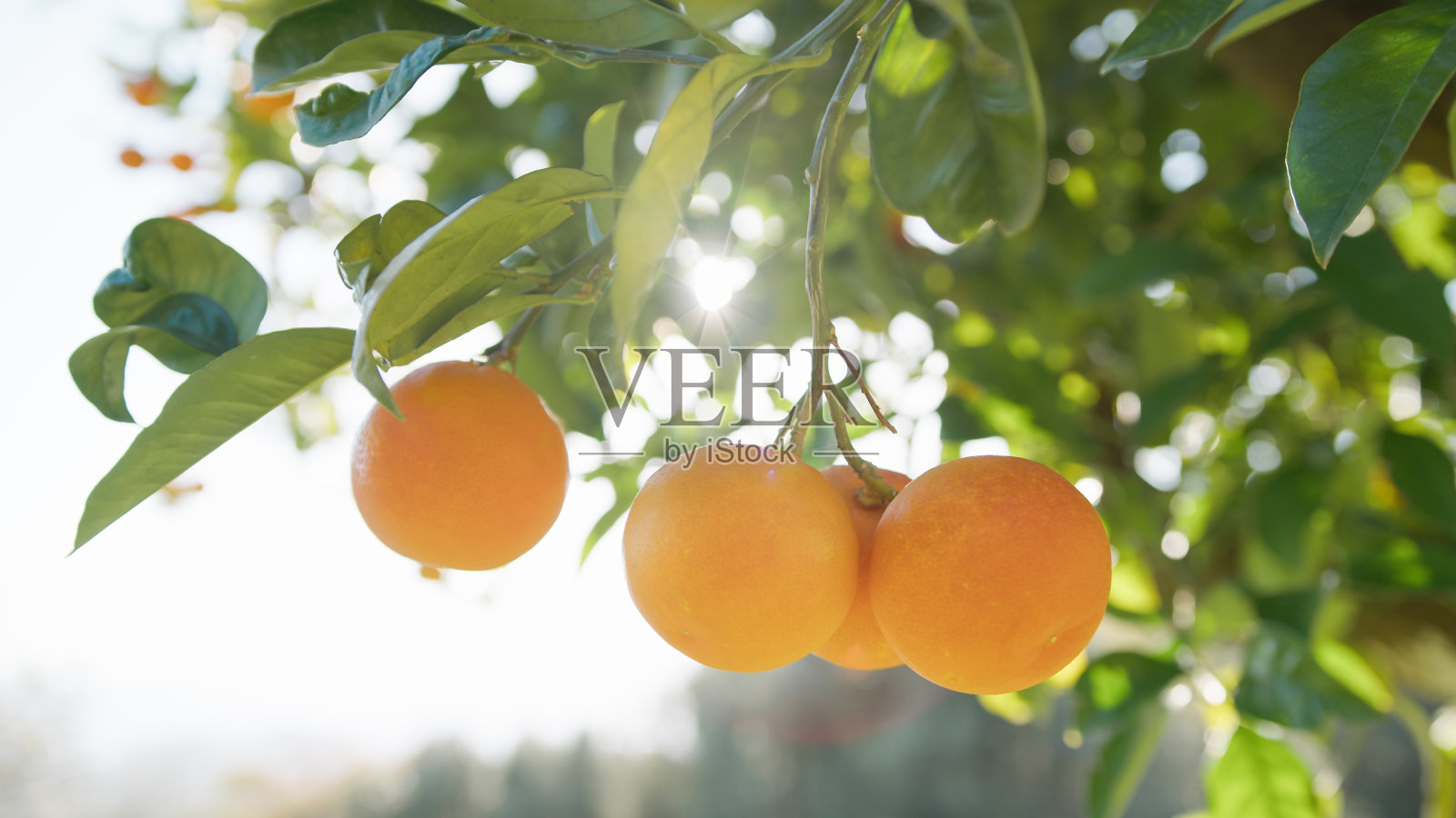 绿色的叶子和橙色的地中海橘子照片摄影图片