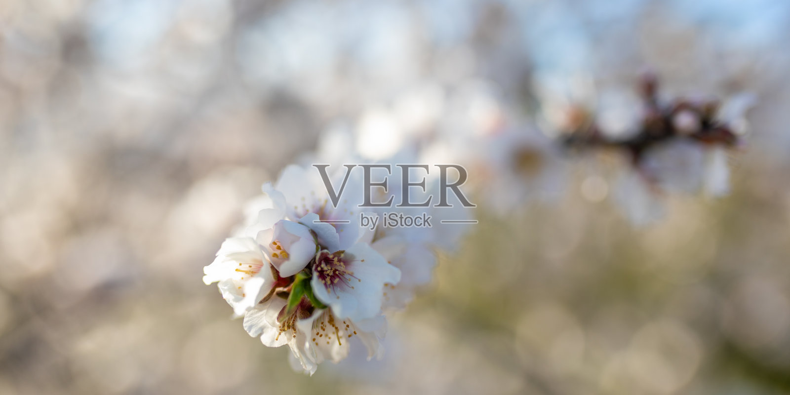 杏树的白色花瓣照片摄影图片