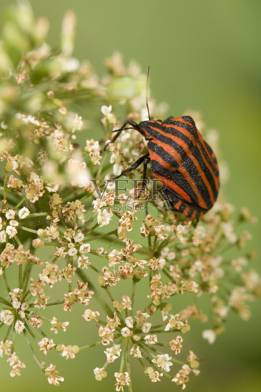 条纹盾虫在大部分已褪色的Apiaceae花上照片摄影图片