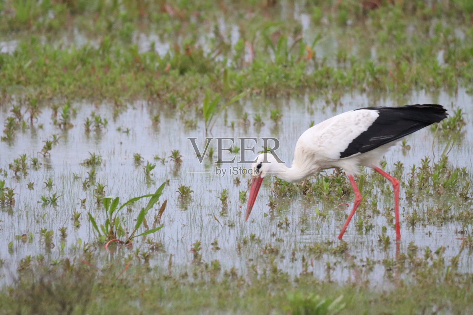 鹳，伊维斯，Cigúeña，鸟，野生动物，黑色和白色照片摄影图片