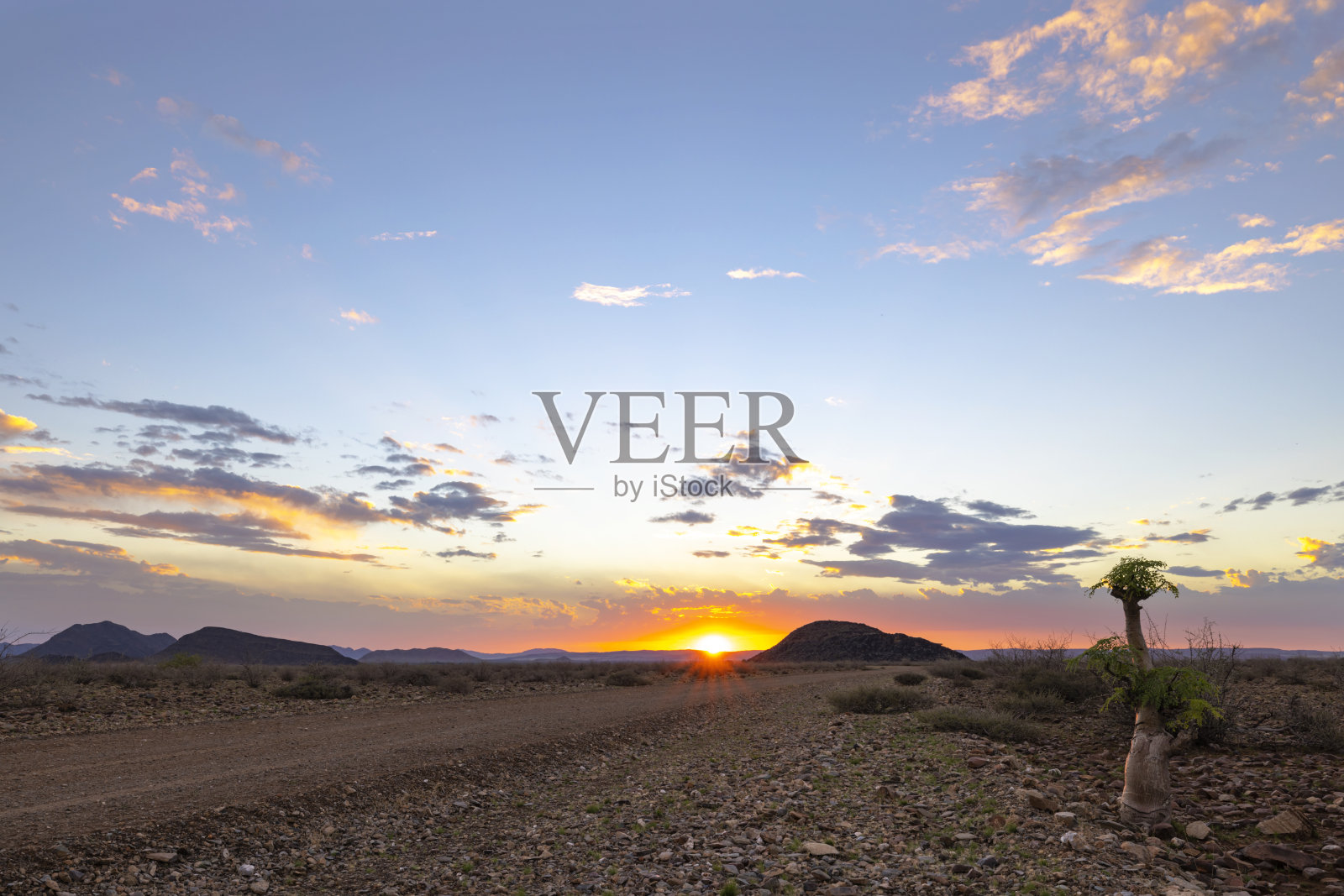 日落时，土路旁的非洲辣木树照片摄影图片