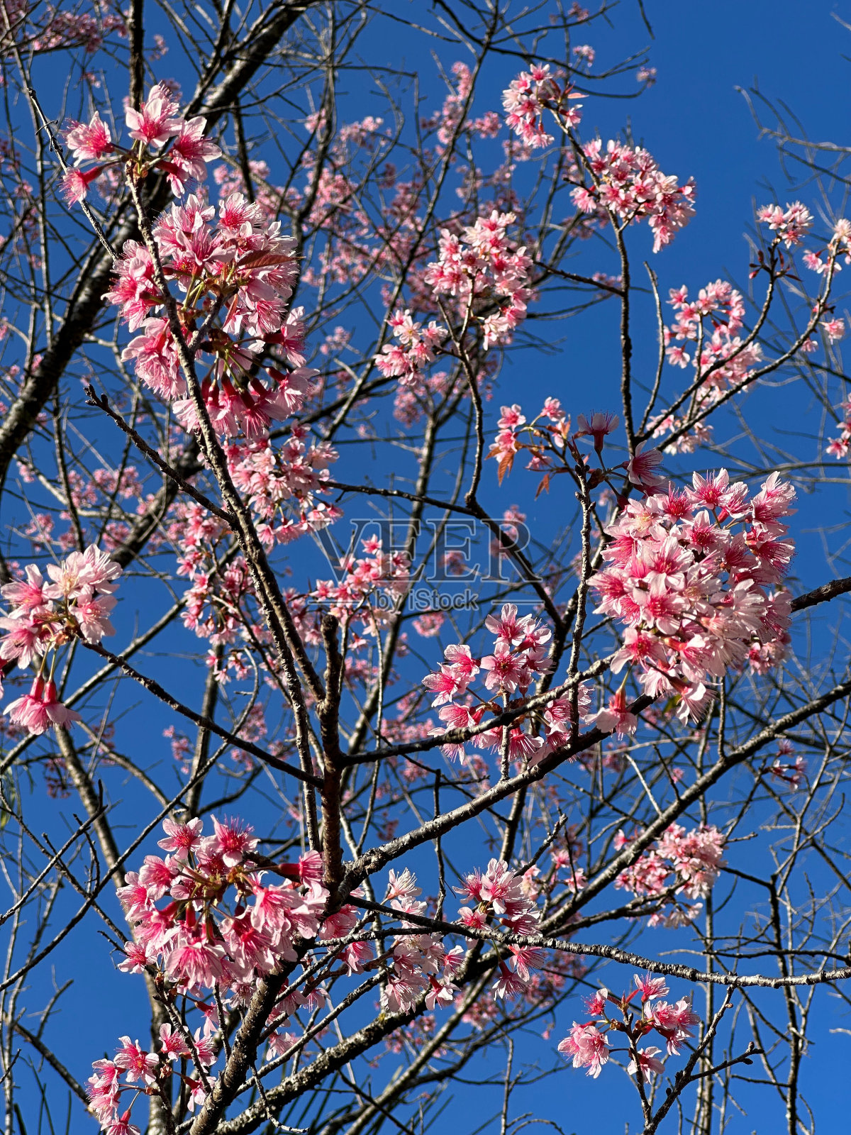 在晴朗的日子里，盛开的樱花树映照在晴朗的蓝天下，泰国清迈坤长庆高原农业研究训练站照片摄影图片
