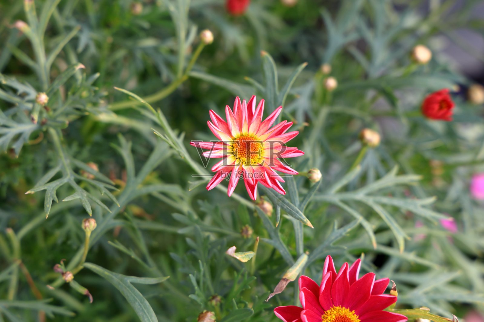 春天里日本花园里五颜六色的花。照片摄影图片