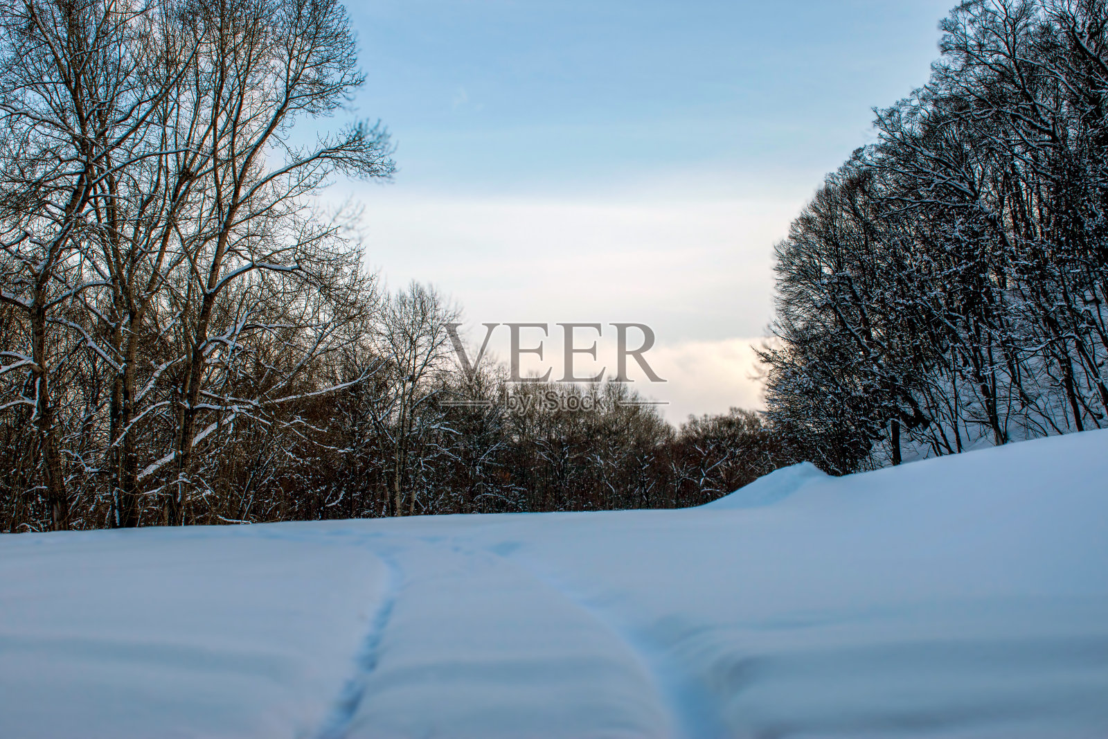 在日本北海道旭川拍摄的森林入口。照片摄影图片