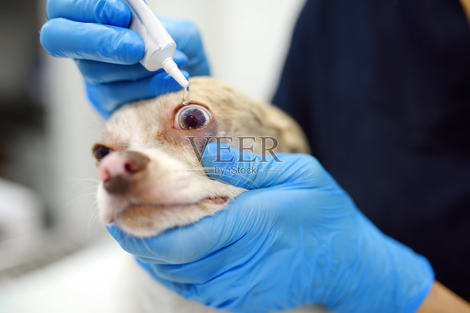 兽医在兽医诊所检查一只吉娃娃犬的视力。兽医把滴剂或药膏涂在宠物的眼睛上。照片摄影图片