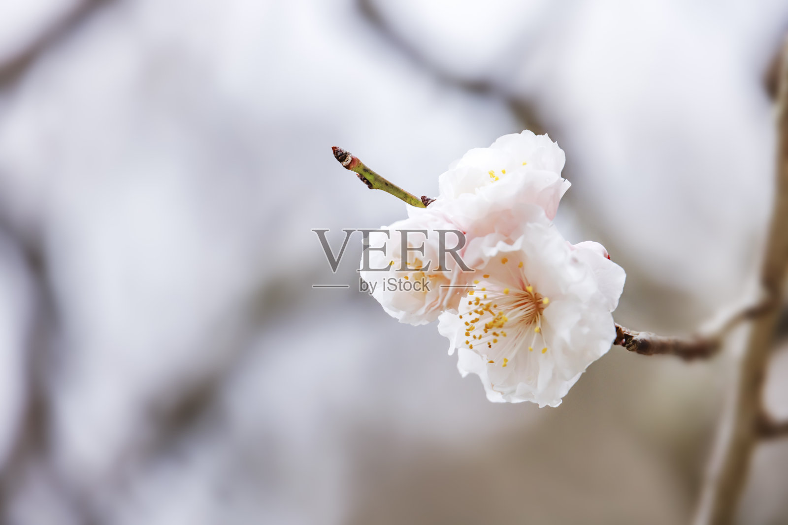 鲜艳的梅花盛开了照片摄影图片