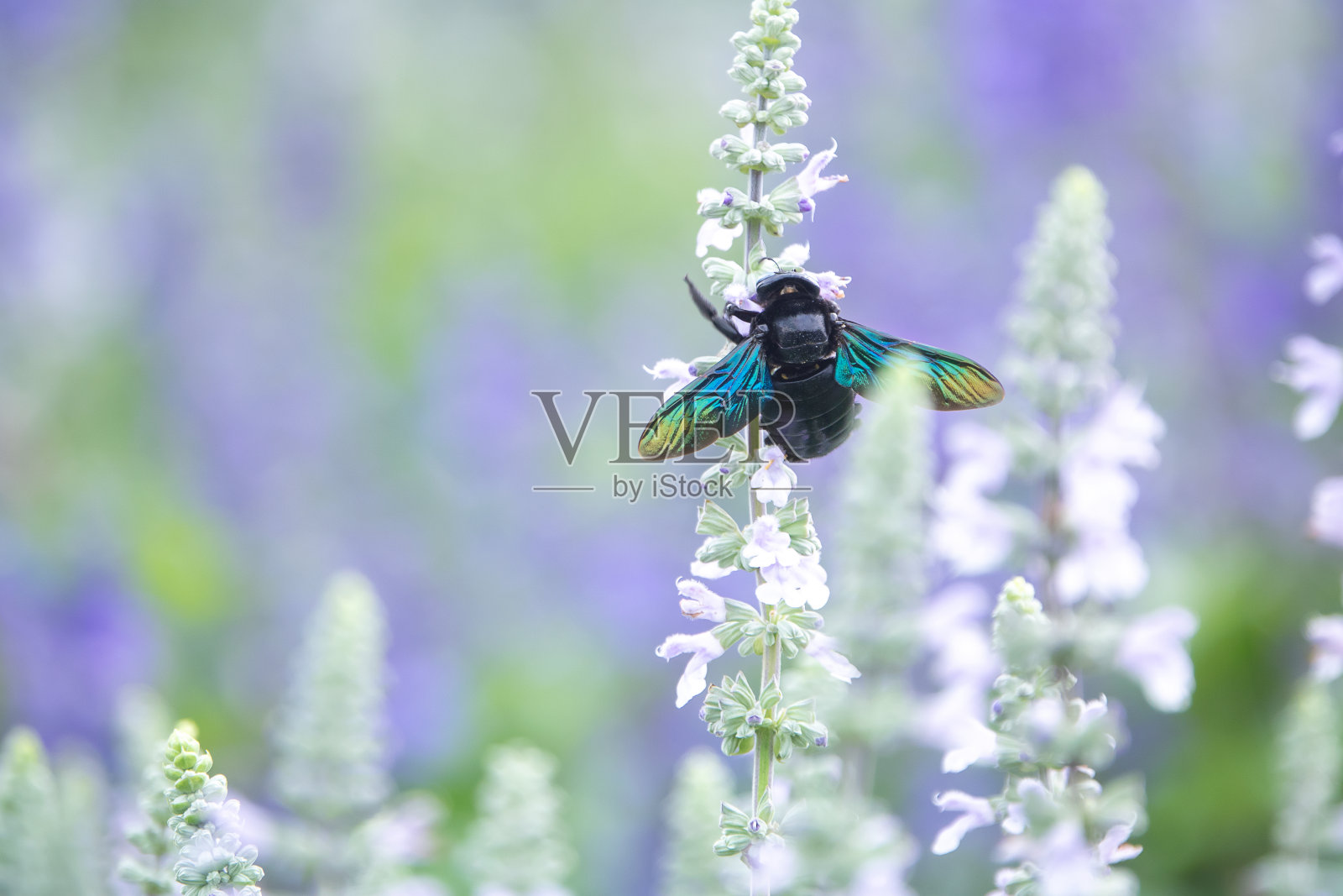 木蜂在紫罗兰花上照片摄影图片