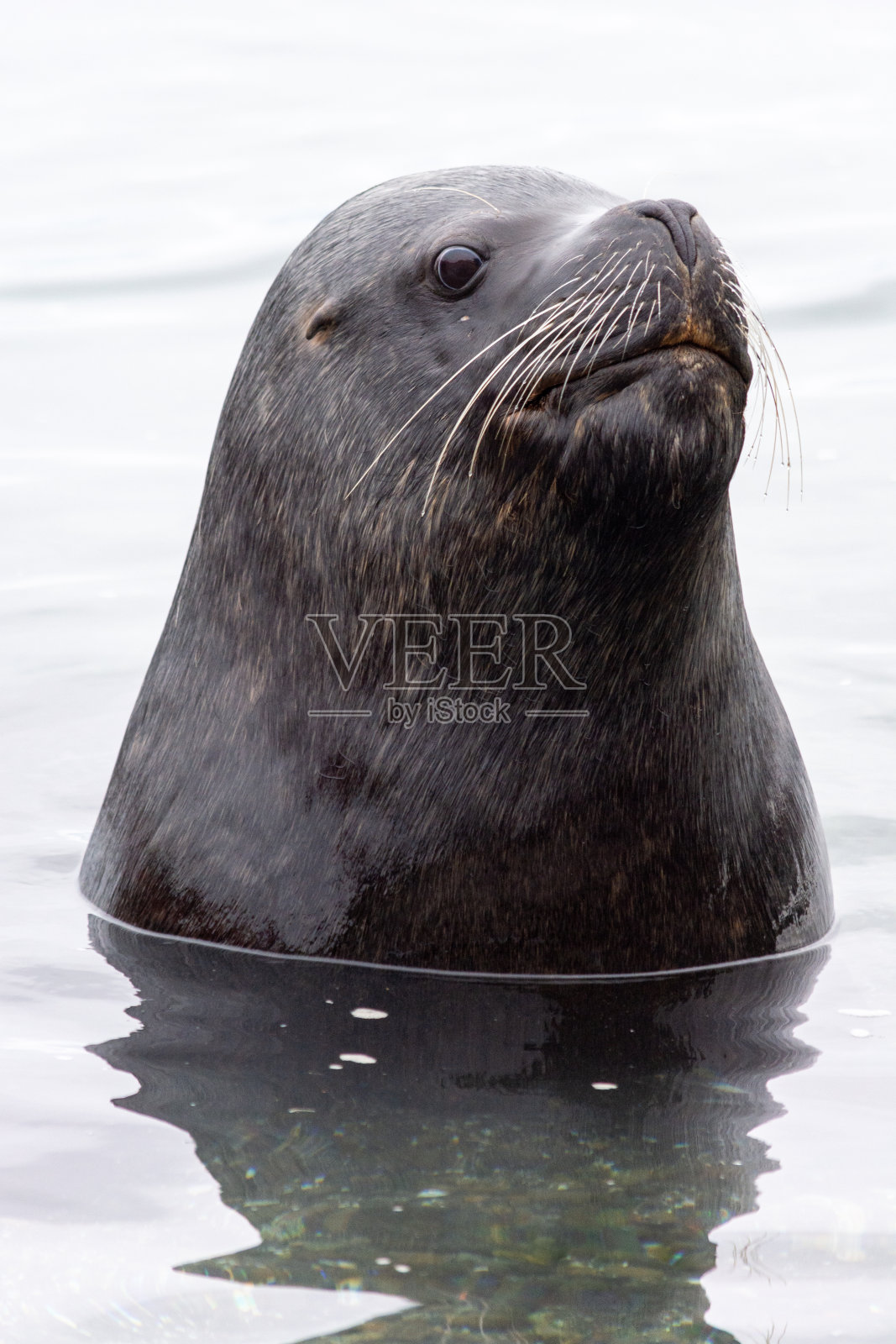 智利南部海狮(Otaria flavescens)照片摄影图片