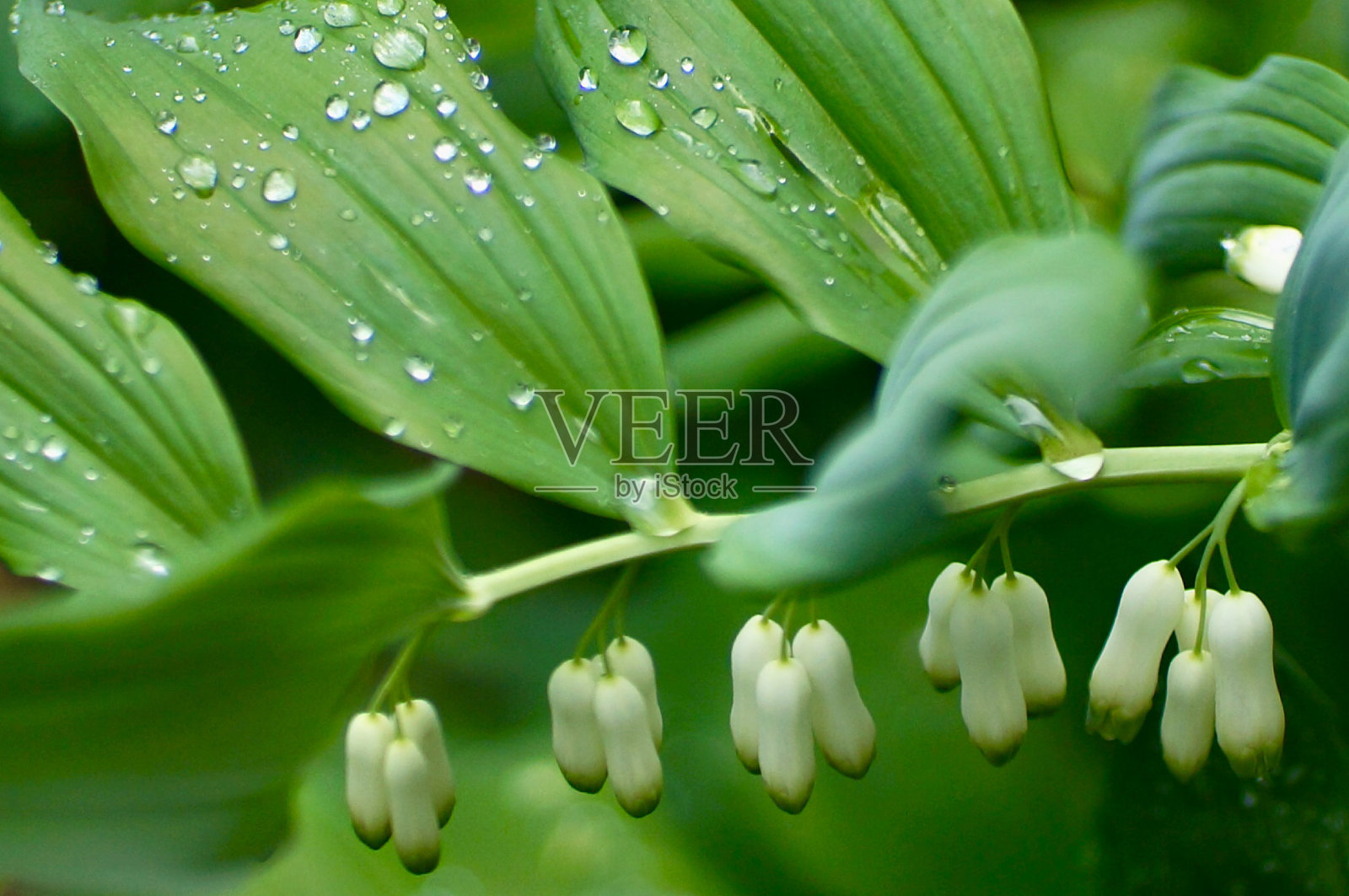 所罗门之印特写。照片摄影图片
