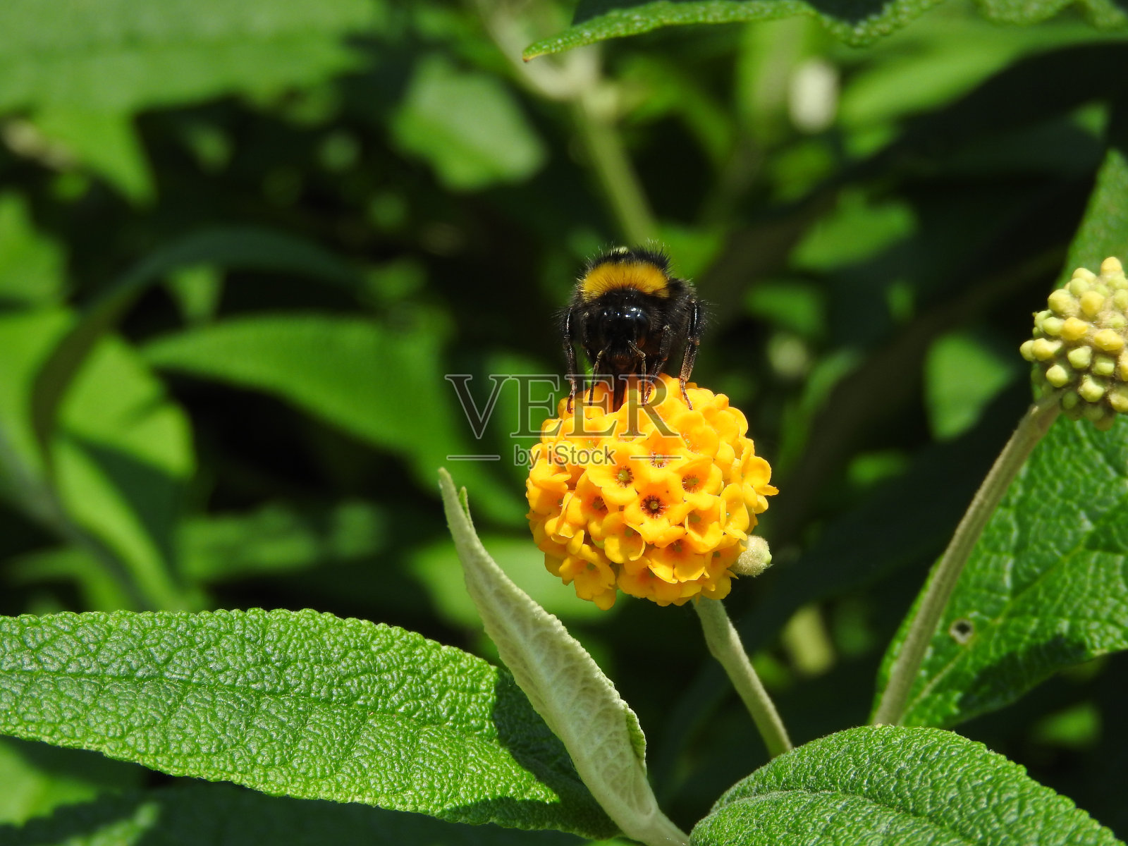 花上的大黄蜂照片摄影图片