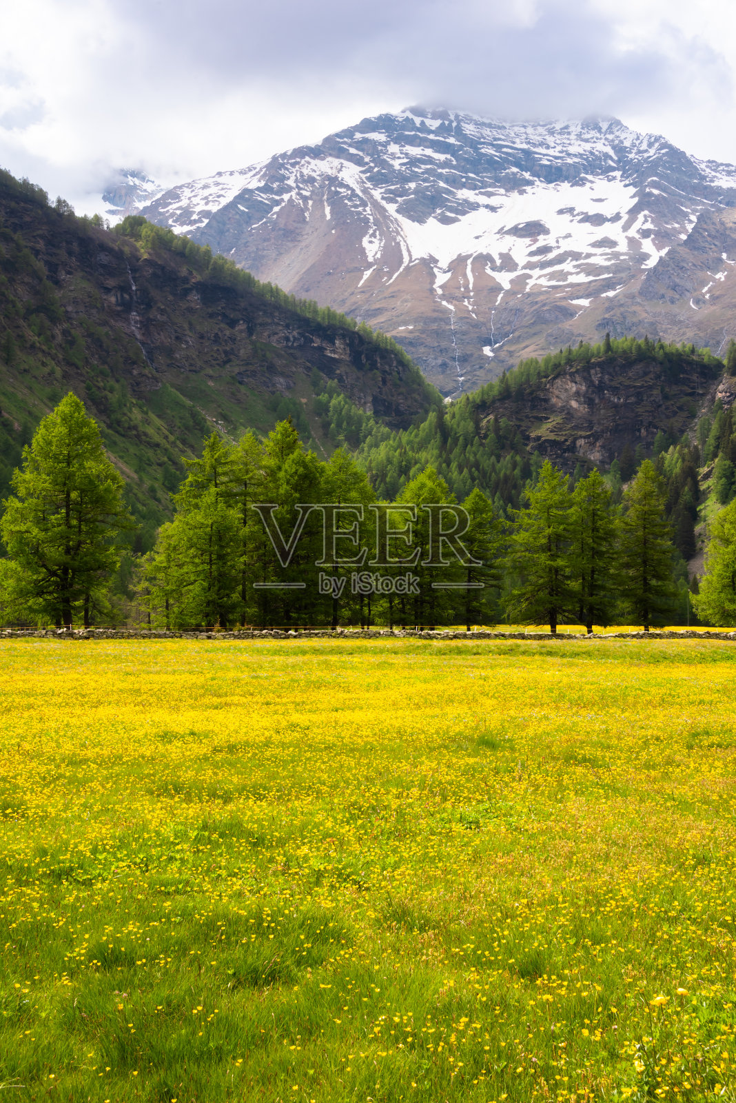 夏天山谷里开满鲜花的绿色草地照片摄影图片
