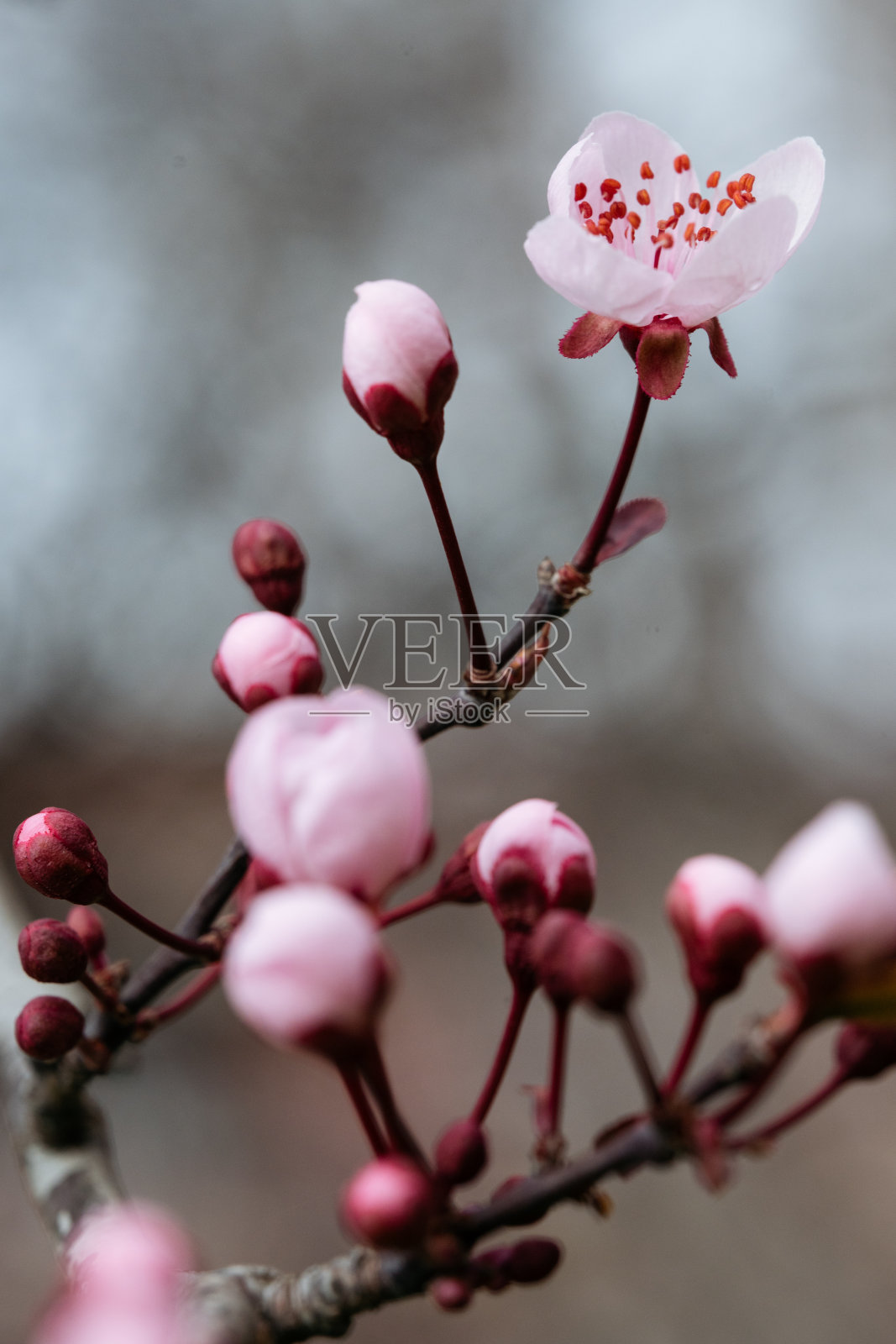 Cherry Blossom Bud Awakening.照片摄影图片