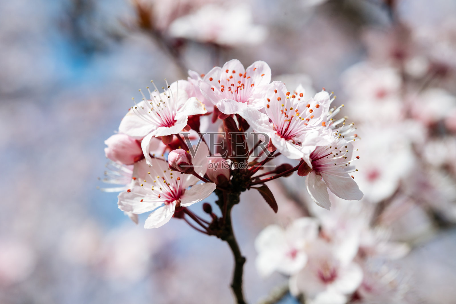 花簇在软焦点。照片摄影图片