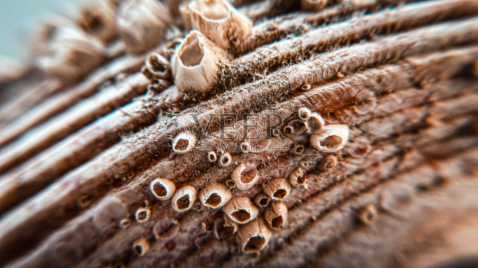 《贝壳的故事照片摄影图片